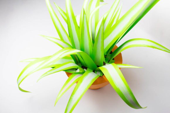 3D SVG Yucca Succulent for Cacti And Succulents Design Projects